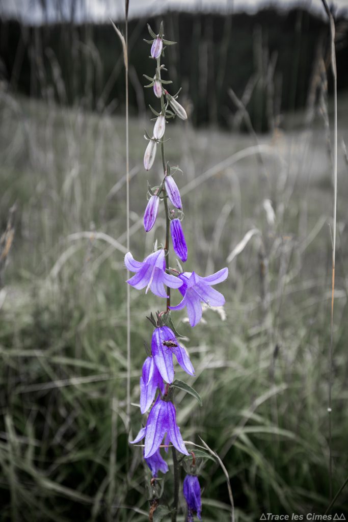 Campanule fausse raiponce (fleur de montagne) - Queyras, Hautes-Alpes