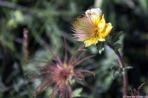 Benoîte rampante en floraison (fleur de montagne) - Queyras, Hautes-Alpes