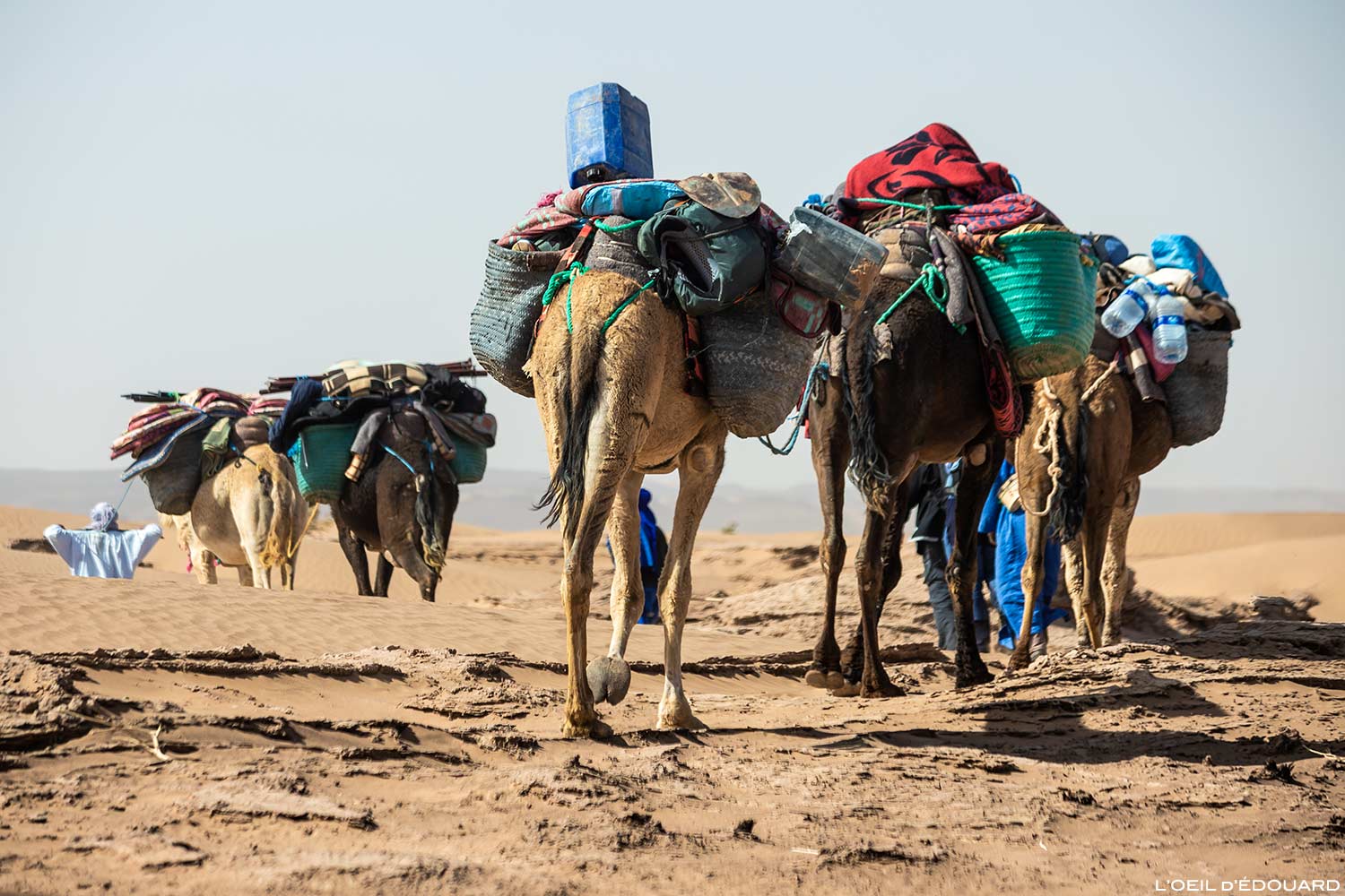 Caravane de dromadaires lors du trek dans le désert du Maroc avec Mélodie du Désert