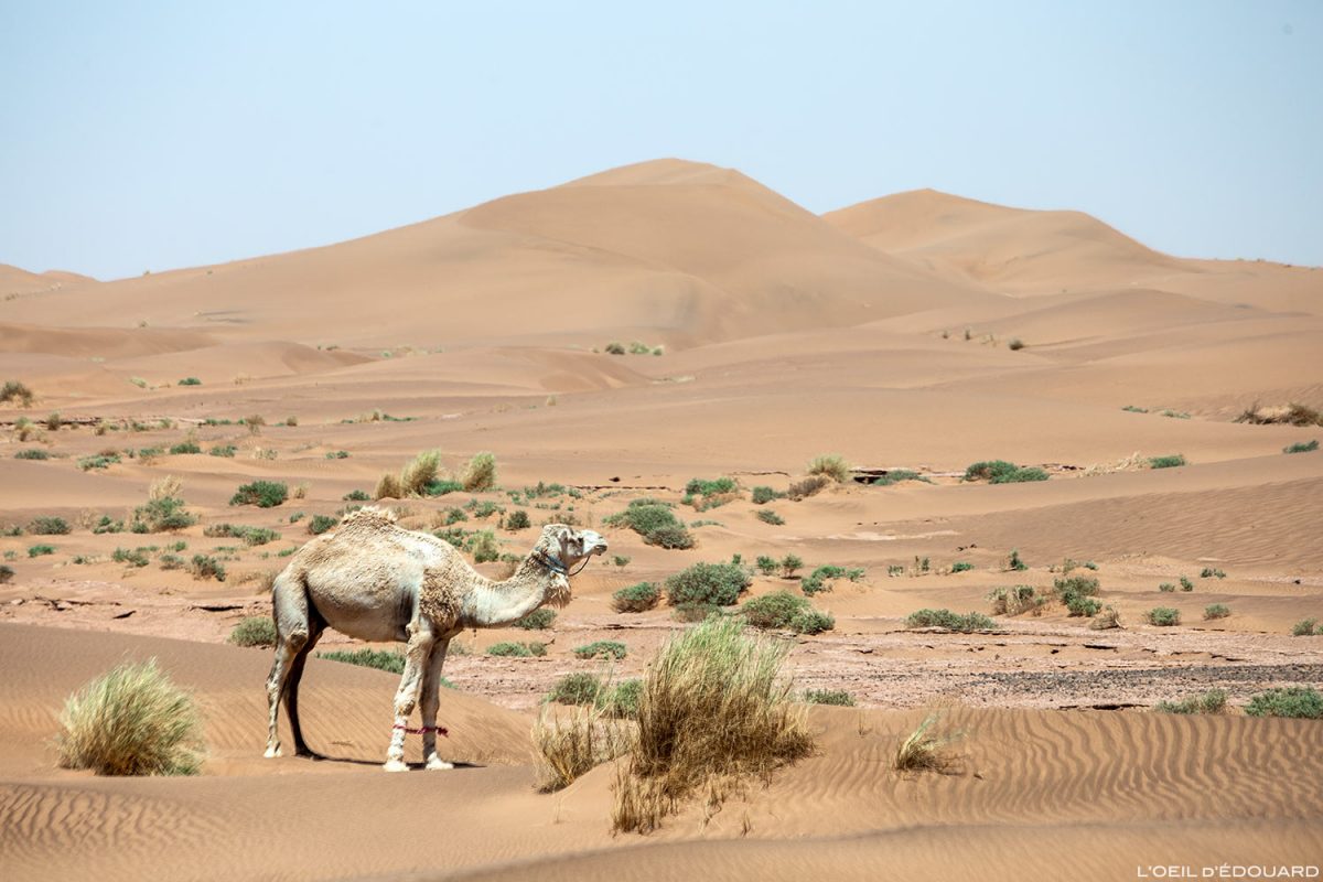 Dromadaire dans le désert du Maroc