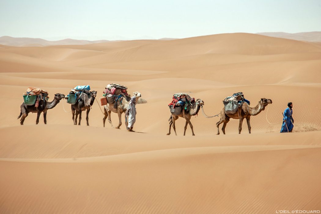 Trek dans le Désert du Maroc : Caravane nomade sahraouie avec les dromadaires - Trek Mélodie du Désert © L'Oeil d'Édouard