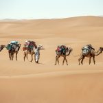 Trek dans le Désert du Maroc : Caravane nomade sahraouie avec les dromadaires - Trek Mélodie du Désert © L'Oeil d'Édouard