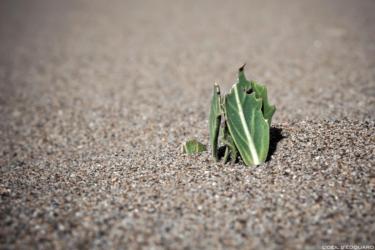 Plante grasse sur le sable du désert du Maroc