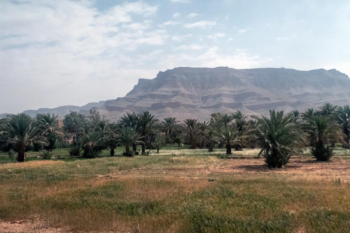 Montagne et palmeraie sur le bord de la route N9 dans la Vallée du Draâ, Maroc