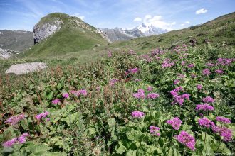 Champ de fleurs de montagne : Adénostyle à feuilles d'Alliaire - Combe de la Neuva, Cormet de Roselend, Le Beaufortain Savoie Alpes