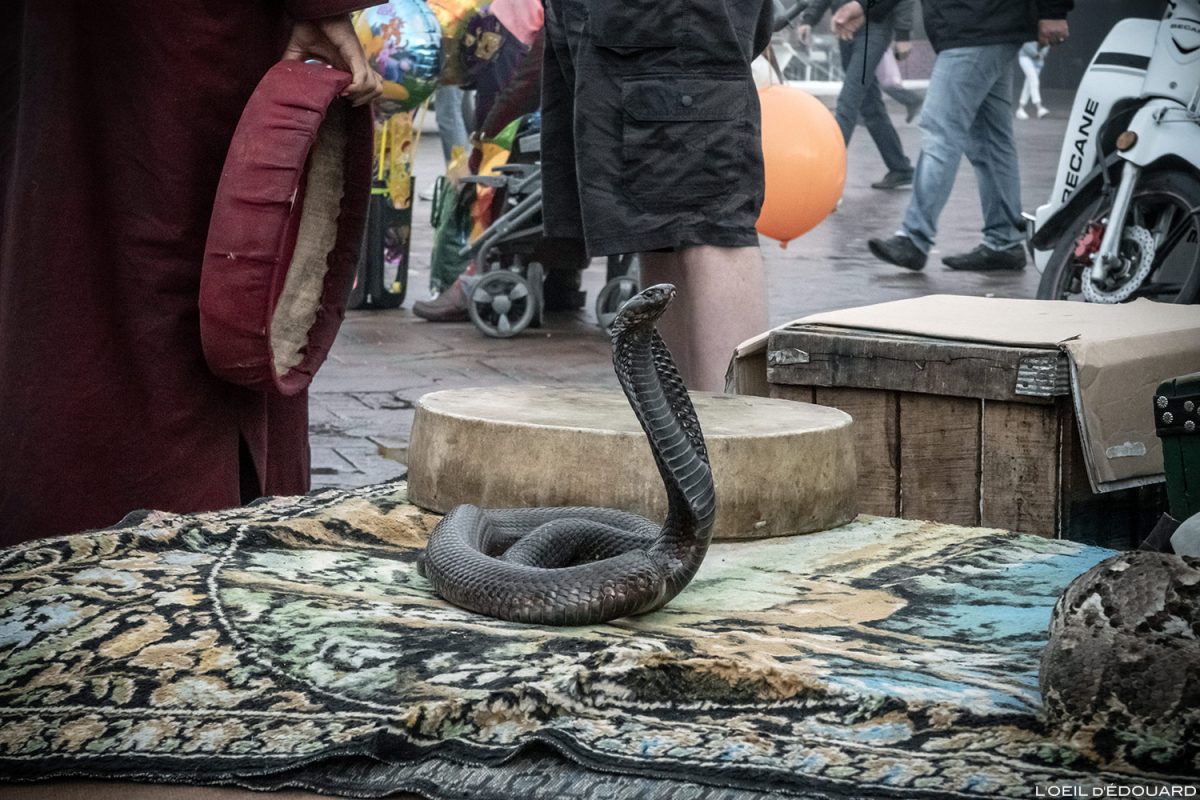 Serpent sur la Place Jemaâ el-Fna de Marrakech, Maroc / Marrakesh Morocco snake
