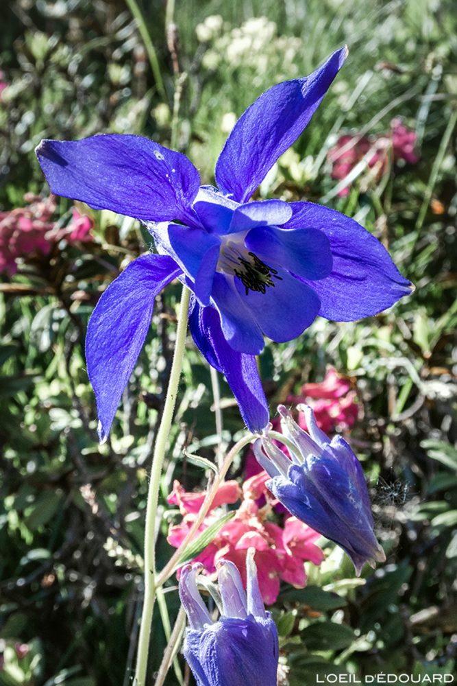 Fleur de montagne : Ancolie bleue - Alpes / Mountain flower