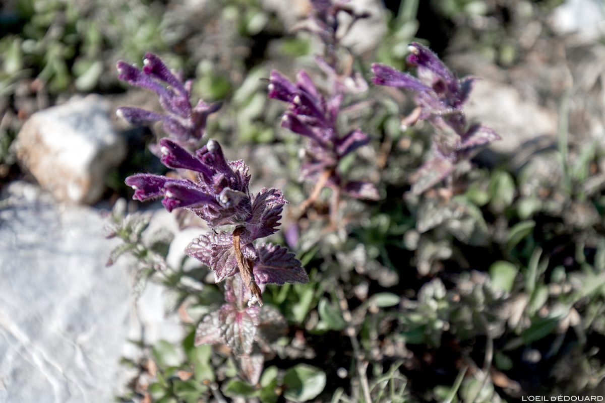 Fleurs de montagne : Bartsie des Alpes / Mountain flowers