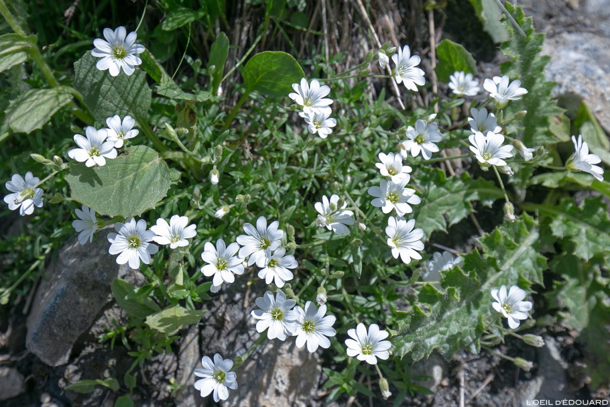 Fleurs de montagne : Céraiste des Alpes - Alpes / Mountain flowers