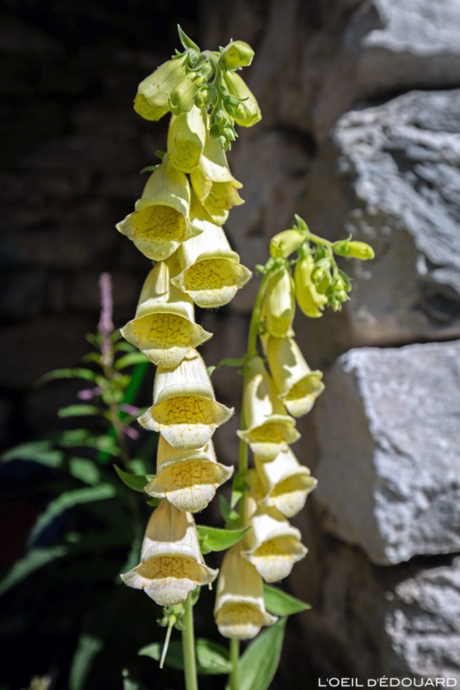Fleurs de montagne : Digitale jaune - Alpes / Mountain flowers