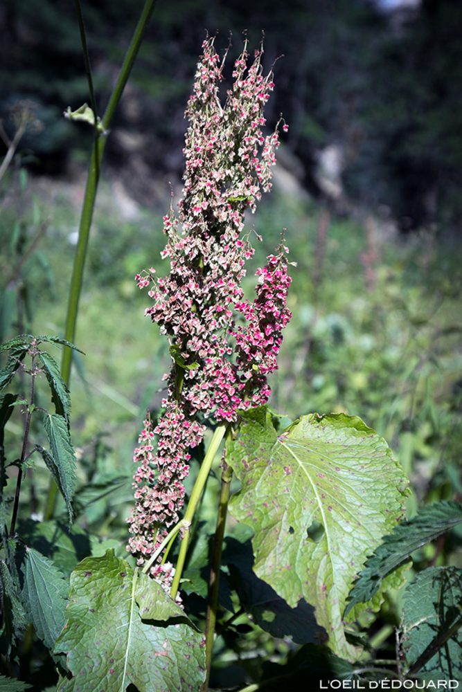 Fleurs de montagne : Rumex (Grande Oseille des Alpes) / Mountain flowers