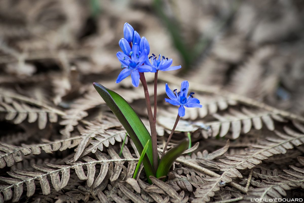 Fleur de montagne : Scille de Printemps - Alpes / Mountain flower