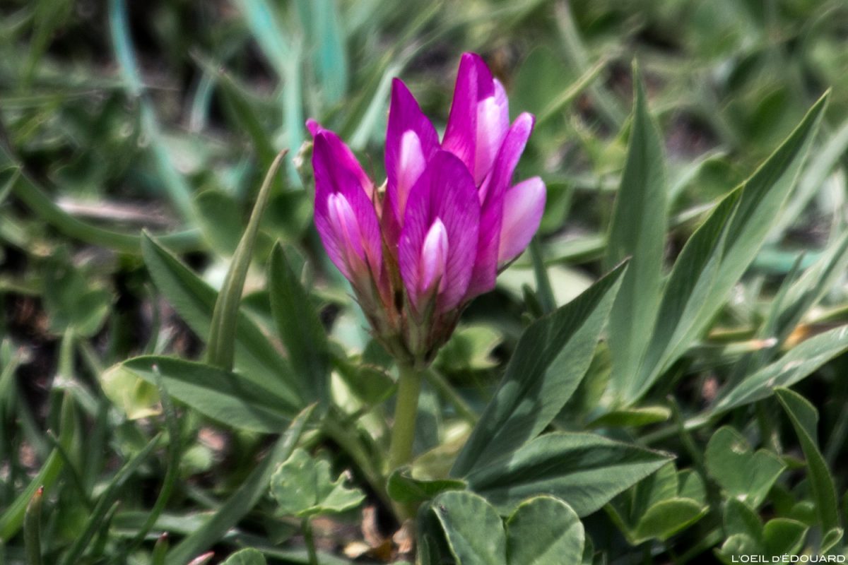 Fleur de montagne : Trèfle Alpin - Alpes / Mountain flower