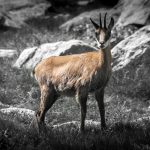 Chamois - Massif du Mercantour Alpes-Maritimes Provence-Alpes-Côte d'Azur / Montagne Outdoor Mountain Wild Animal