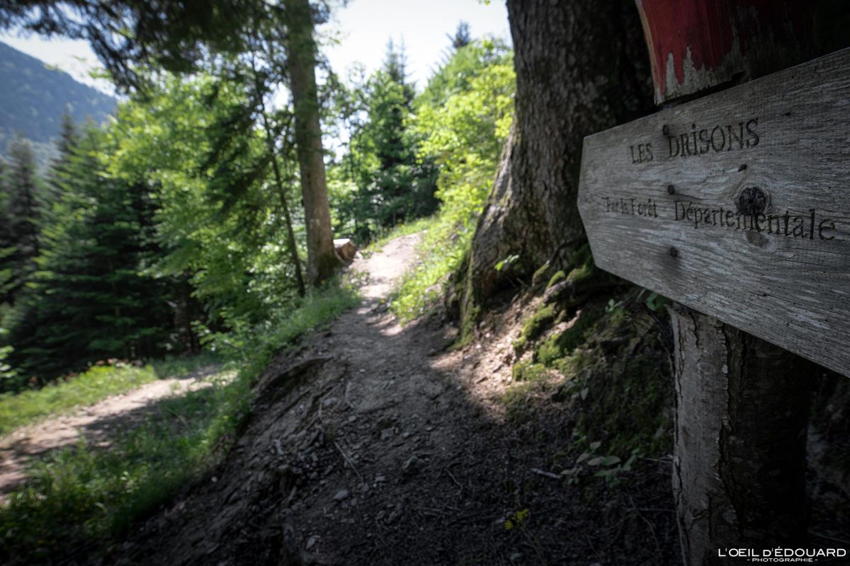 Sentier de randonnée Forêt de Tamié - Massif des Bauges Savoie Alpes France Montagne - Mountain Forest French Alps Outdoor Hike Hiking trail