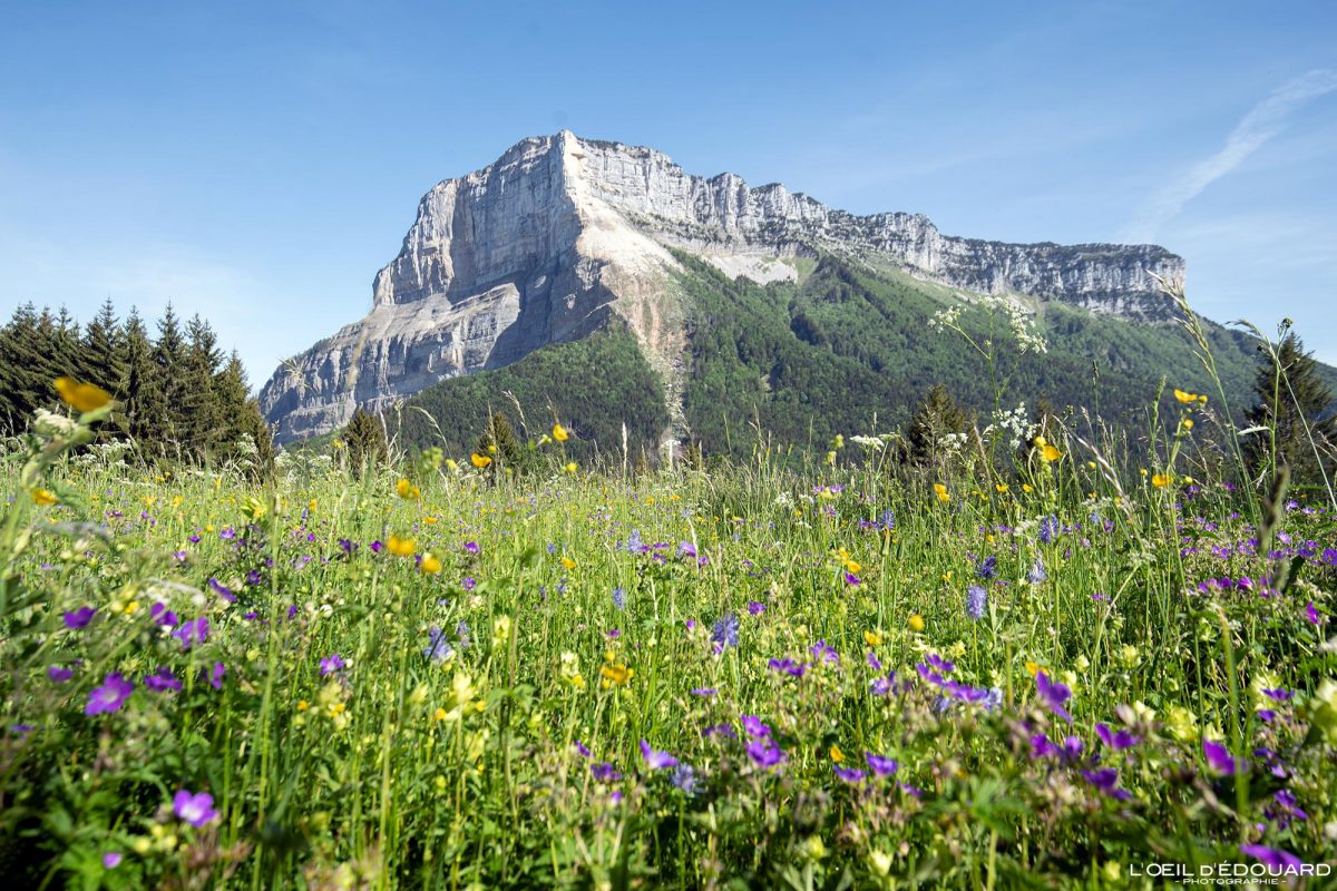 Prairie fleurs de montagne - Col du Granier Mont Granier Massif de la Chartreuse Savoie Alpes France - Mountain Flowers French Alps Outdoor