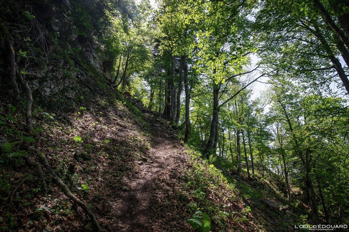 Sentier de randonnée au Mont Joigny - Massif de la Chartreuse Savoie Alpes France Forêt Montagne - Mountain Forest French Alps Outdoor Hike Hiking Trail