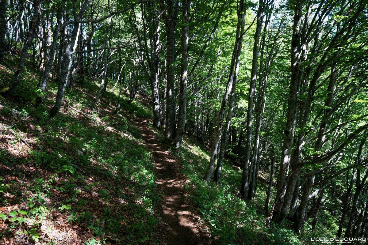 Sentier de randonnée au Mont Joigny - Massif de la Chartreuse Savoie Alpes France Forêt Montagne - Mountain Forest French Alps Outdoor Hike Hiking Trail