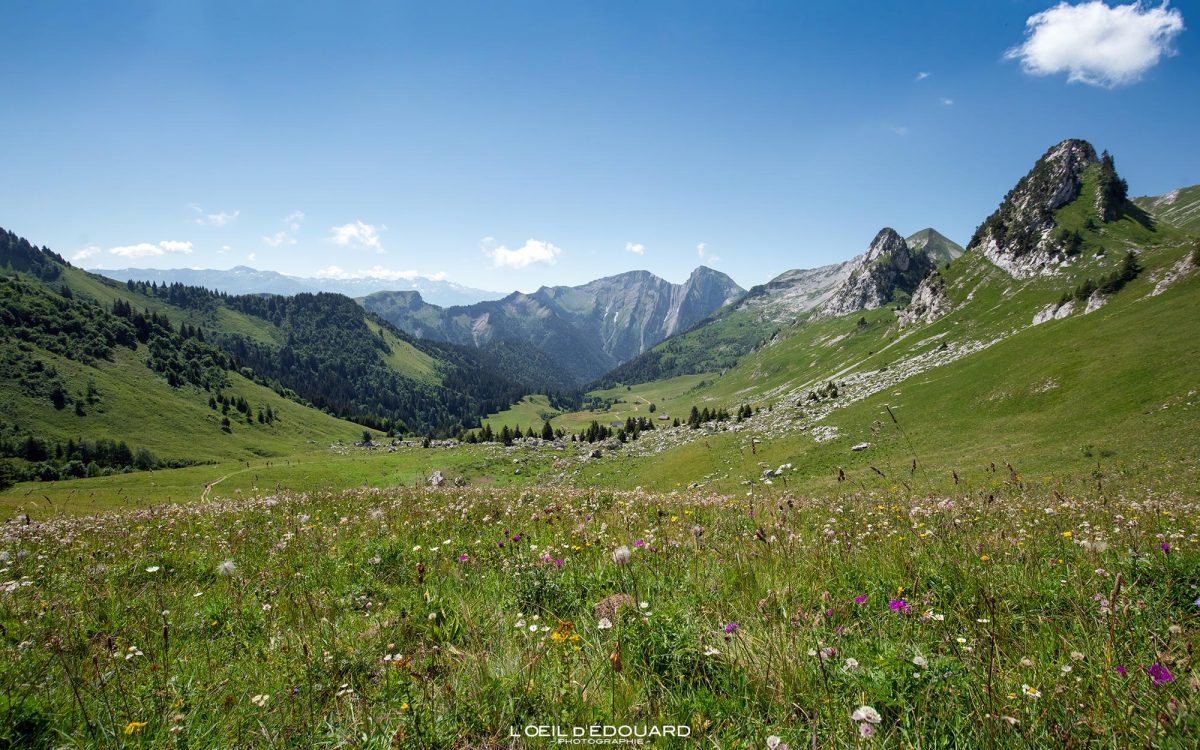 Col d'Orgeval Massif des Bauges Savoie Alpes France Paysage Montagne Randonnée - Mountain Landscape French Alps Outdoor