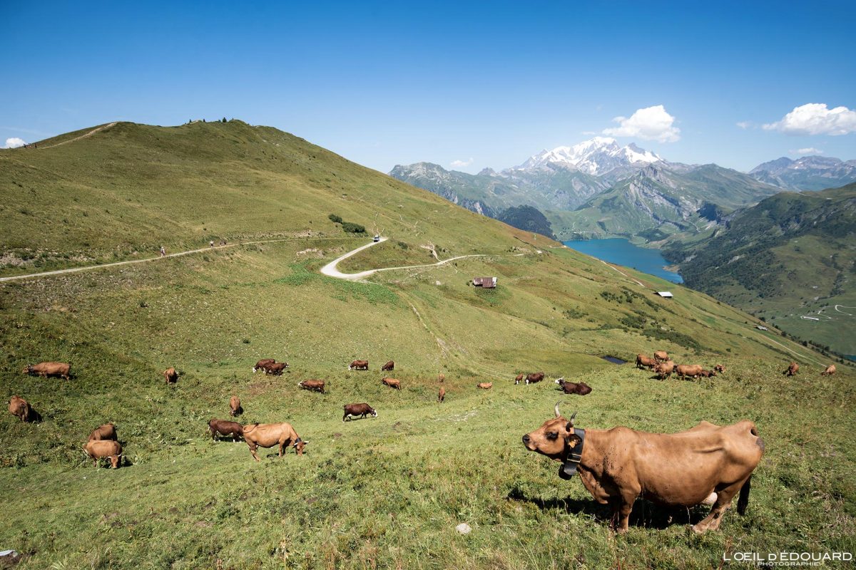 Randonnée Roche Parstire Massif du Beaufortain Savoie Alpes France Paysage Montagne Vaches Tarines Alpage - Cows Mountain Landscape French Alps Outdoor Hike Hiking