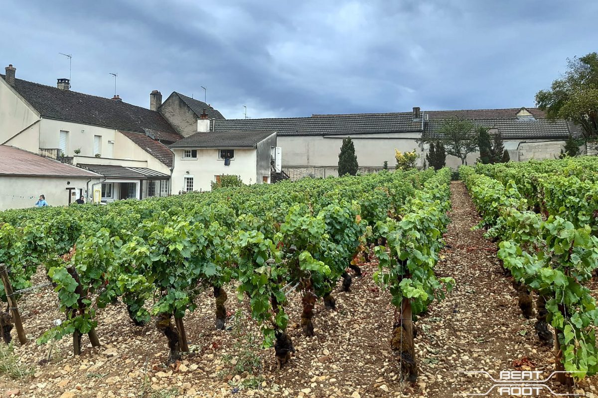 Vignes Domaine Jean-Pierre Maldant Ladoix-Serrigny - Vin de Bourgogne Ladoix-Serrigny France Burgundy French Wine Grapewines