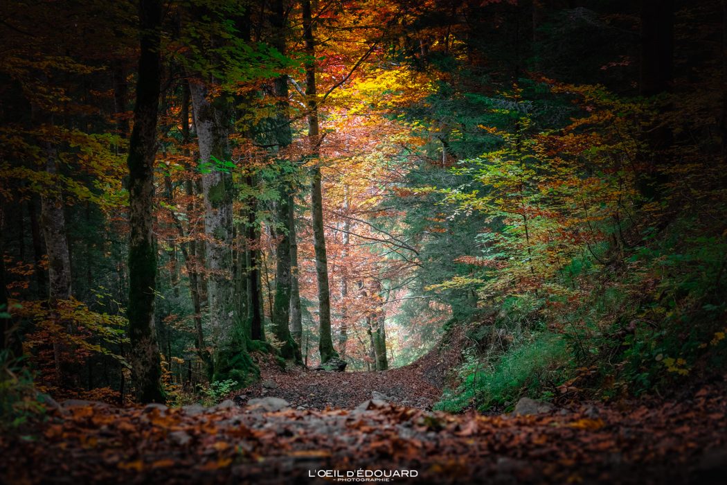 Chemin de randonnée dans la forêt à l'automne - Orgeval Massif des Bauges Savoie Alpes Paysage Montagne Outdoor Colors Autumn Forest Mountain Landscape Hiking Trail Hike