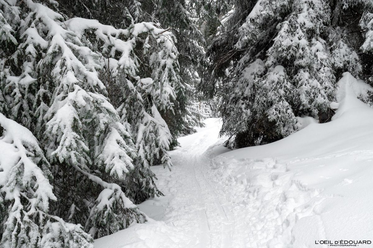 Combe de l'Ours Randonnée Raquettes Le Revard Massif des Bauges Savoie Alpes Montagne Forêt Hiver Neige France Outdoor French Alps Mountain Forest Winter Snow