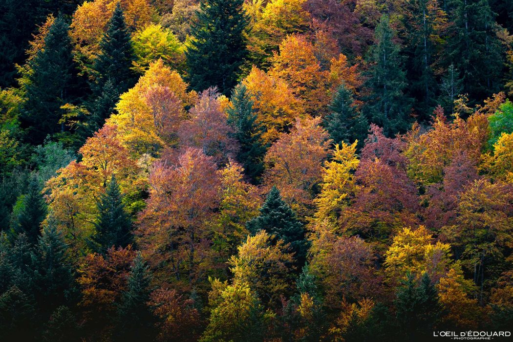 Couleurs Forêt à l'automne Massif des Bauges © L'Oeil d'Édouard