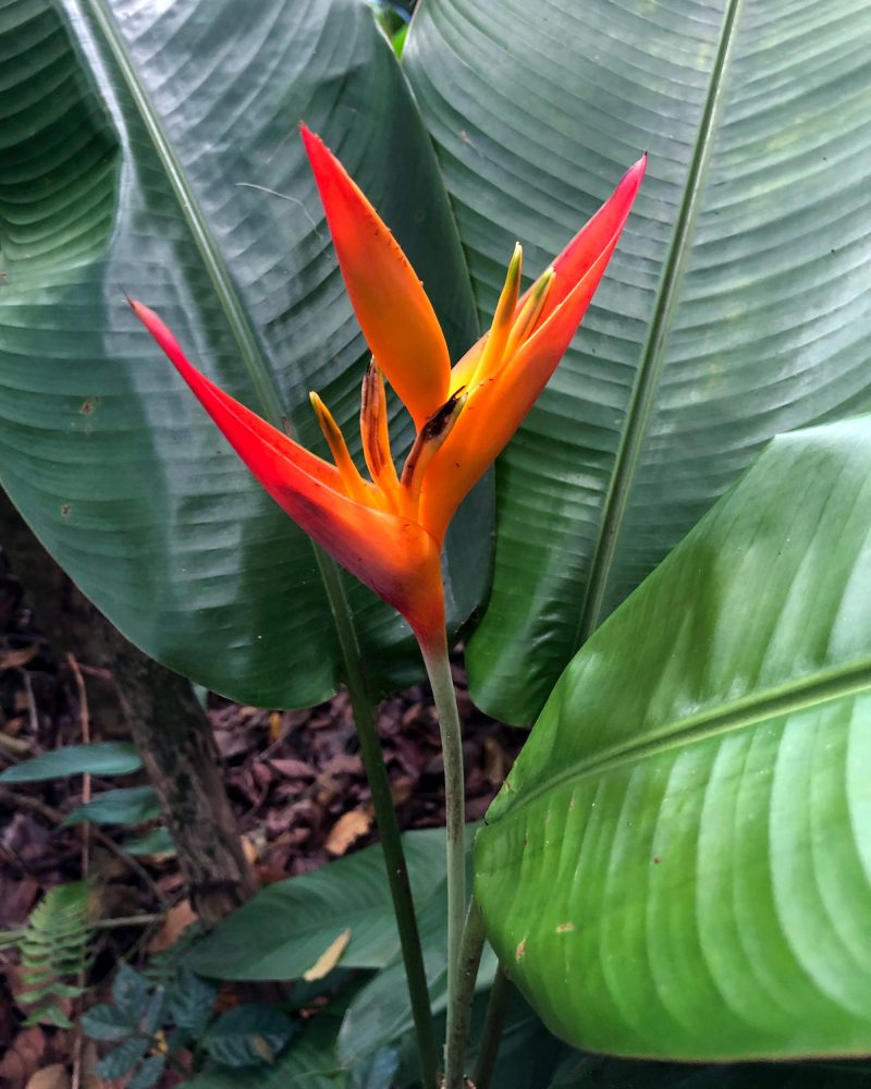 Fleur tropicale Oiseau du Paradis Forêt Bellevue Bo La Riviè La Trinité Martinique Nature Forest Tropical flower