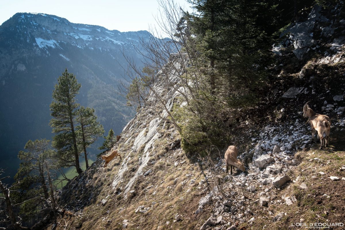Bouquetins Pas du Roc Massif des Bornes Haute-Savoie Alpes France Paysage Randonnée Montagne Nature Outdoor French Alps Mountain Landscape Ibex Wild Animal