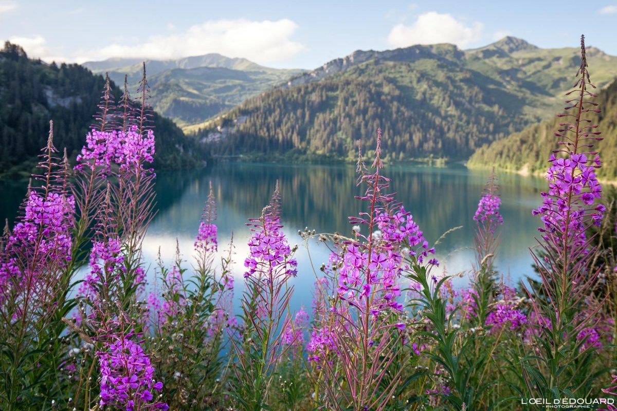 Fleur Epilobes en épi Lac de Saint-Guérin Massif du Beaufortain Savoie Alpes France Fleurs de Montagne Paysage Nature Outdoor French Alps Landscape Lake Mountain Flowers Flower