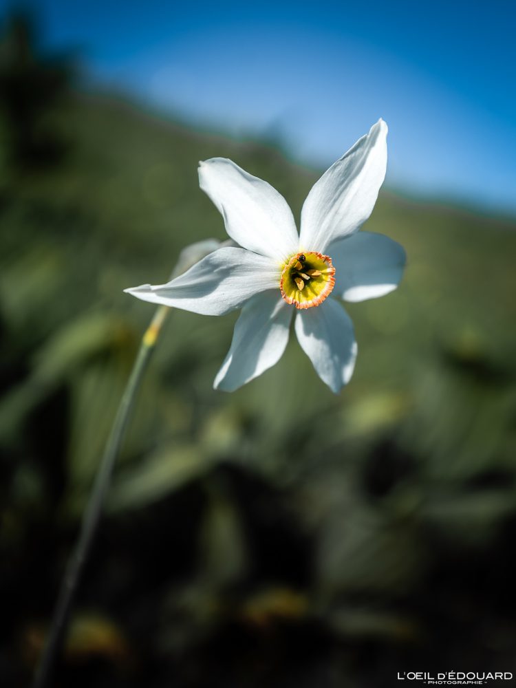 Narcisse poeticus - Fleur Plante Montagne Alpes Nature Outdoor French Alps Mountain Flower Plant Flower