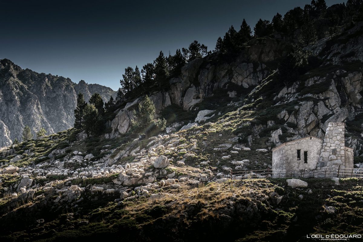 Troupeau de brebis Alpage de la Glère Massif de Néouvielle Hautes-Pyrénées Pyrénées France Randonnée Montagne Paysage Nature Outdoor Mountain Landscape