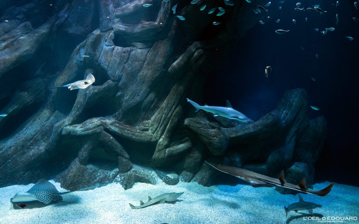 Raies Requins Aquarium La Rochelle Charente-Maritime Visit France Tourisme Vacances Holidays Travel Rays Sharks Fish Tank