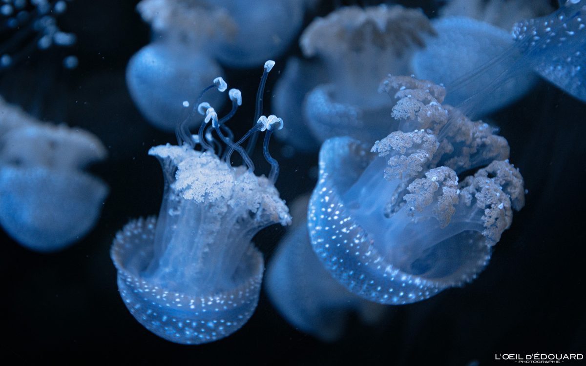 Méduses Aquarium La Rochelle Charente-Maritime Visit France Tourisme Vacances Holidays Travel Jellyfish Tank