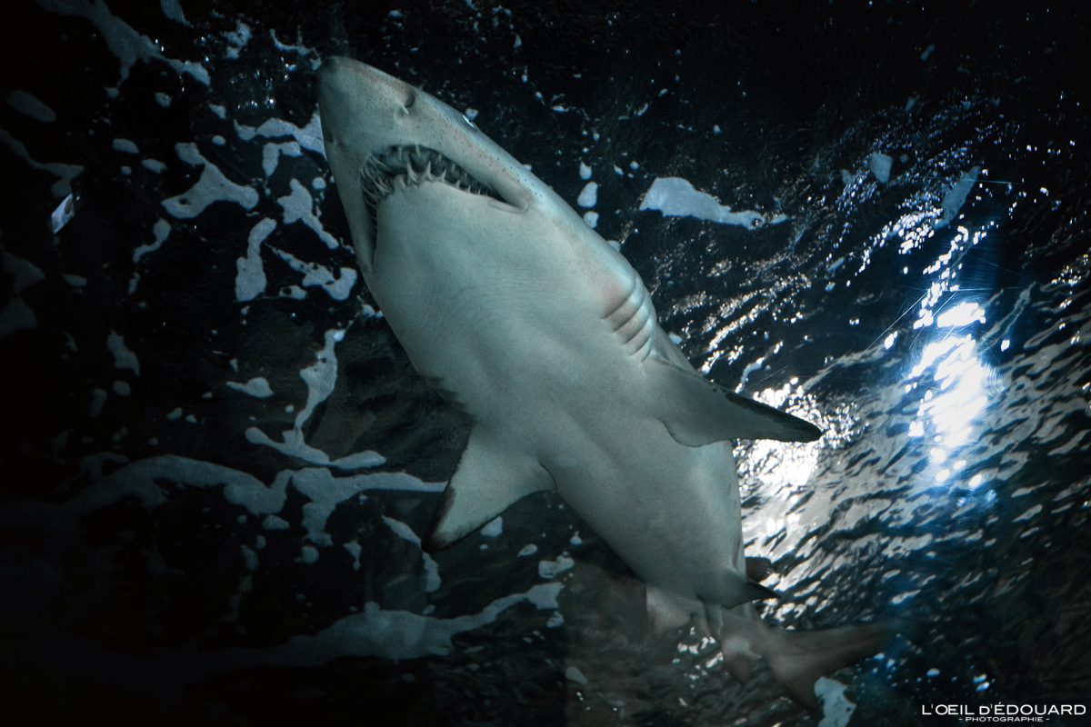 Requin Aquarium La Rochelle Charente-Maritime Visit France Tourisme Vacances Holidays Travel Shark Fish Tank