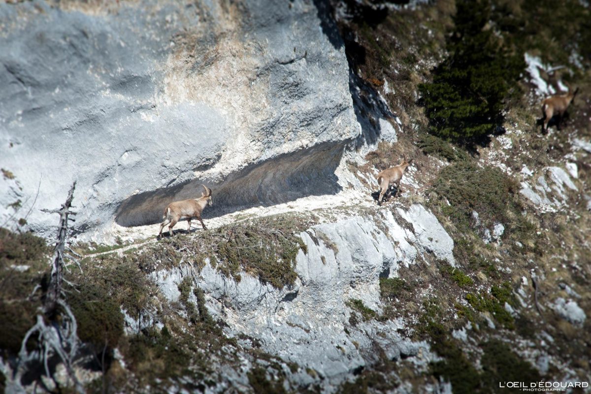 Bouquetins Rochers de Belles Ombres Massif de la Chartreuse Isère Alpes France Montagne Nature Outdoor French Alps Mountain Wild Animals Ibex