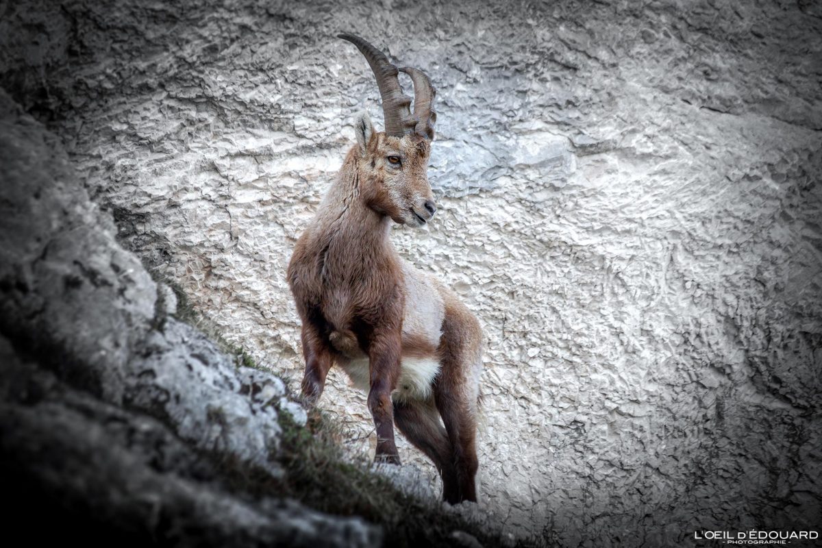 Jeune bouquetin Rochers de Belles Ombres Massif de la Chartreuse Isère Alpes France Montagne Nature Outdoor French Alps Mountain Wild Animal Ibex
