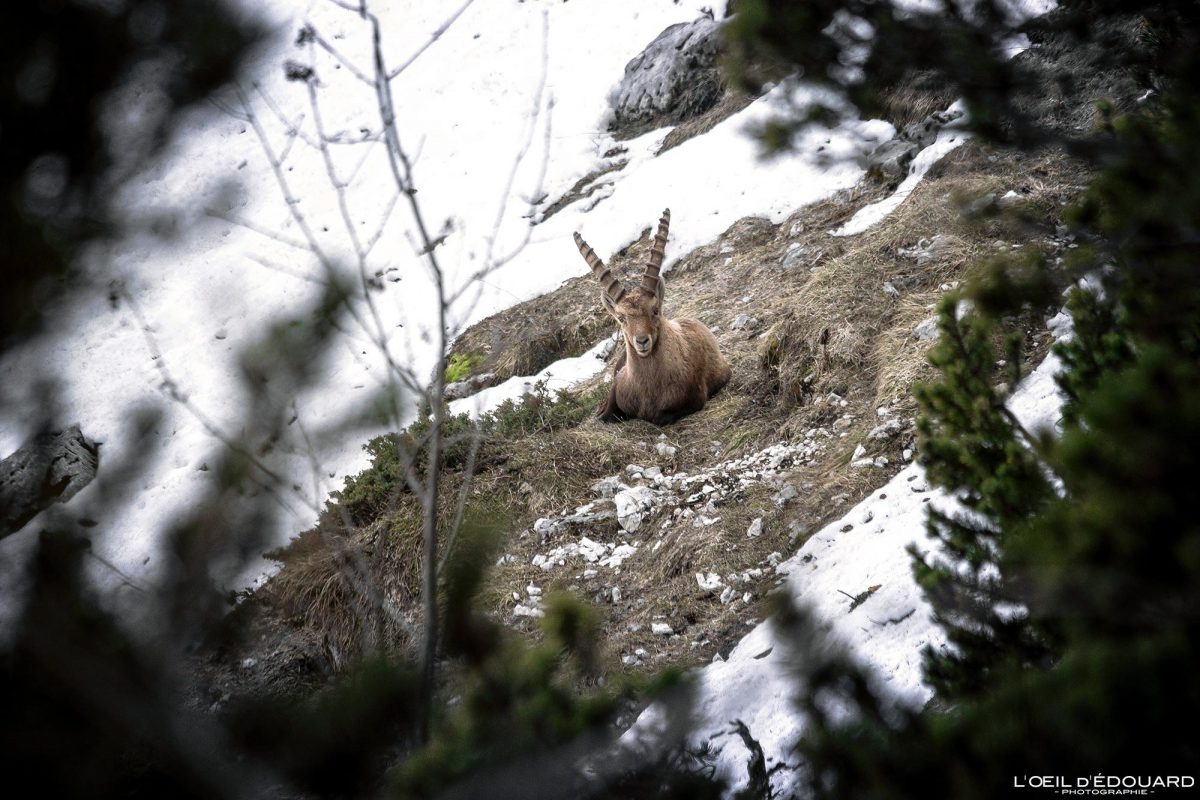 Bouquetin Rochers de Belles Ombres Massif de la Chartreuse Isère Alpes France Montagne Nature Outdoor French Alps Mountain Wild Animal Ibex