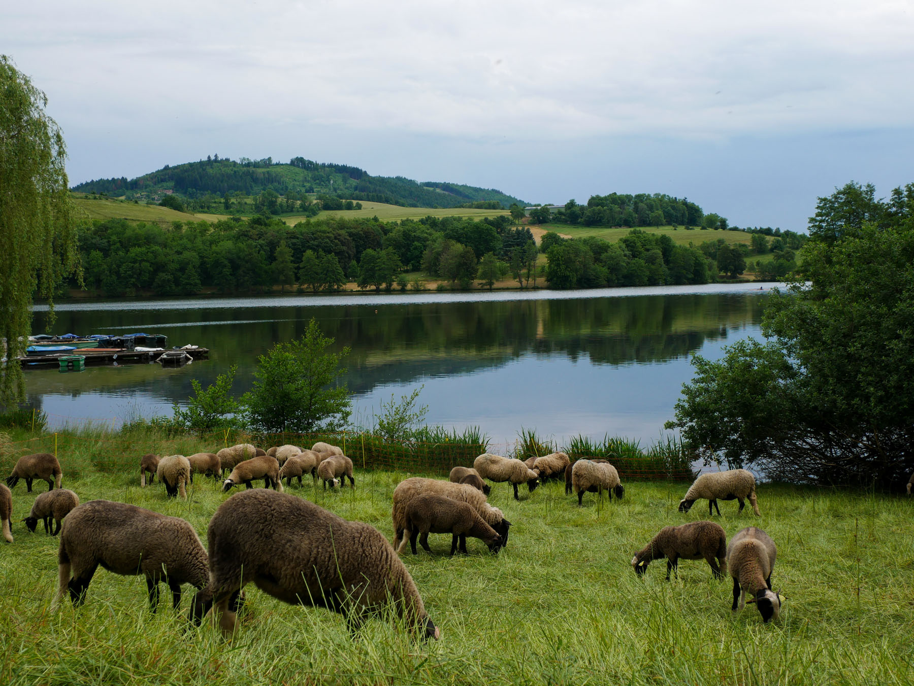 moutons pature lac des sapins