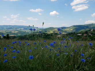 paysage Beaujolais vert