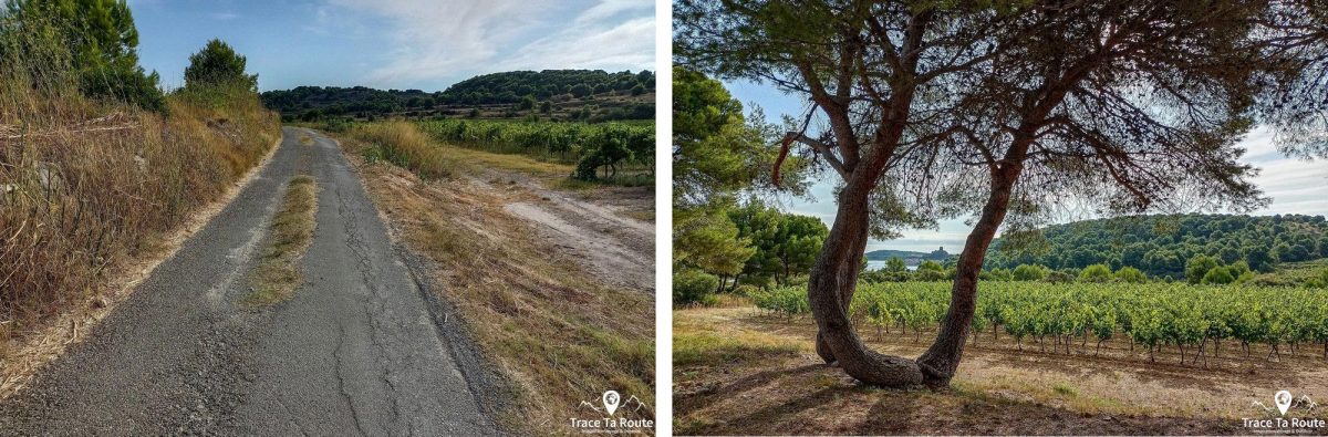 Île Saint-Martin Cyclisme Vélo de Route autour de Narbonne Aude Occitanie France Paysage - Cyclism Outdoor Landscape road bike
