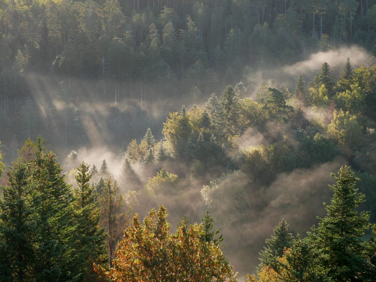 Forêts Vosges automne