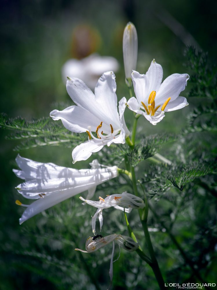 Lis de Saint Bruno / Paradisea liliastrum - Fleur Plante Montagne Alpes Nature Outdoor French Alps Mountain Flower Plant Flower