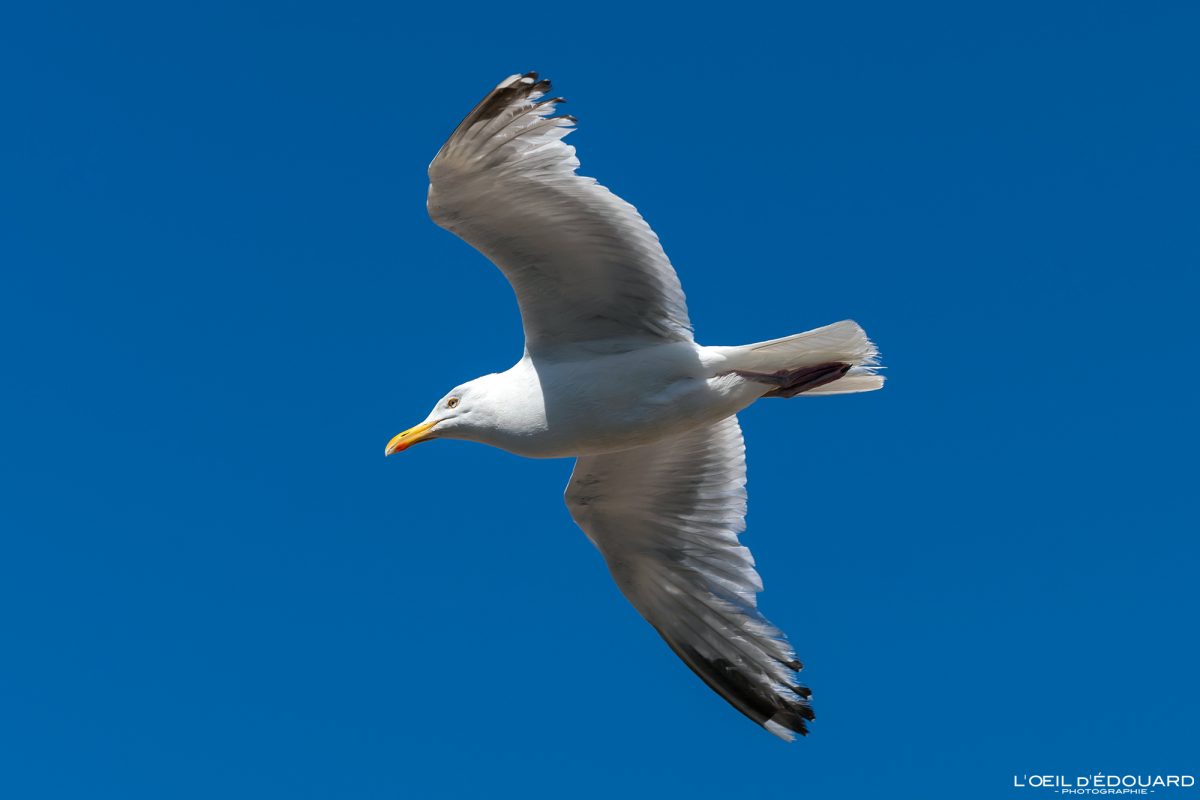 Goéland en vol Saint Malo Photographie Oiseau Bretagne - Flying Gull Bird Animal