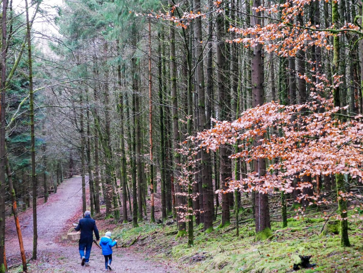 balade en foret en famille au domaine Nutchel