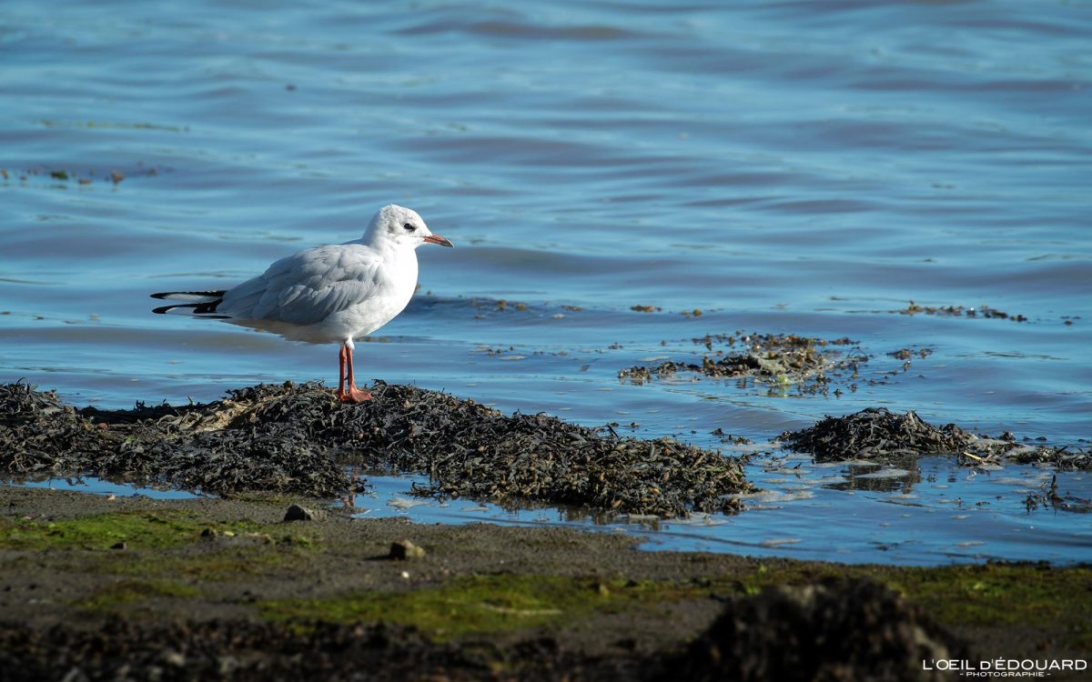 Géoland cendré Vannes Golfe du Morbihan Bretagne Oiseau - Holidays Travel French Brittany Sea Bird Seagull