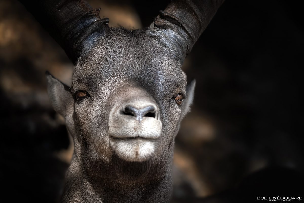 Bouquetin Parc animalier de Merlet Chamonix Massif du Mont-Blanc Haute-Savoie Alpes Visit France Tourisme Nature Outdoor French Alps Mountain Wild Animal Ibex