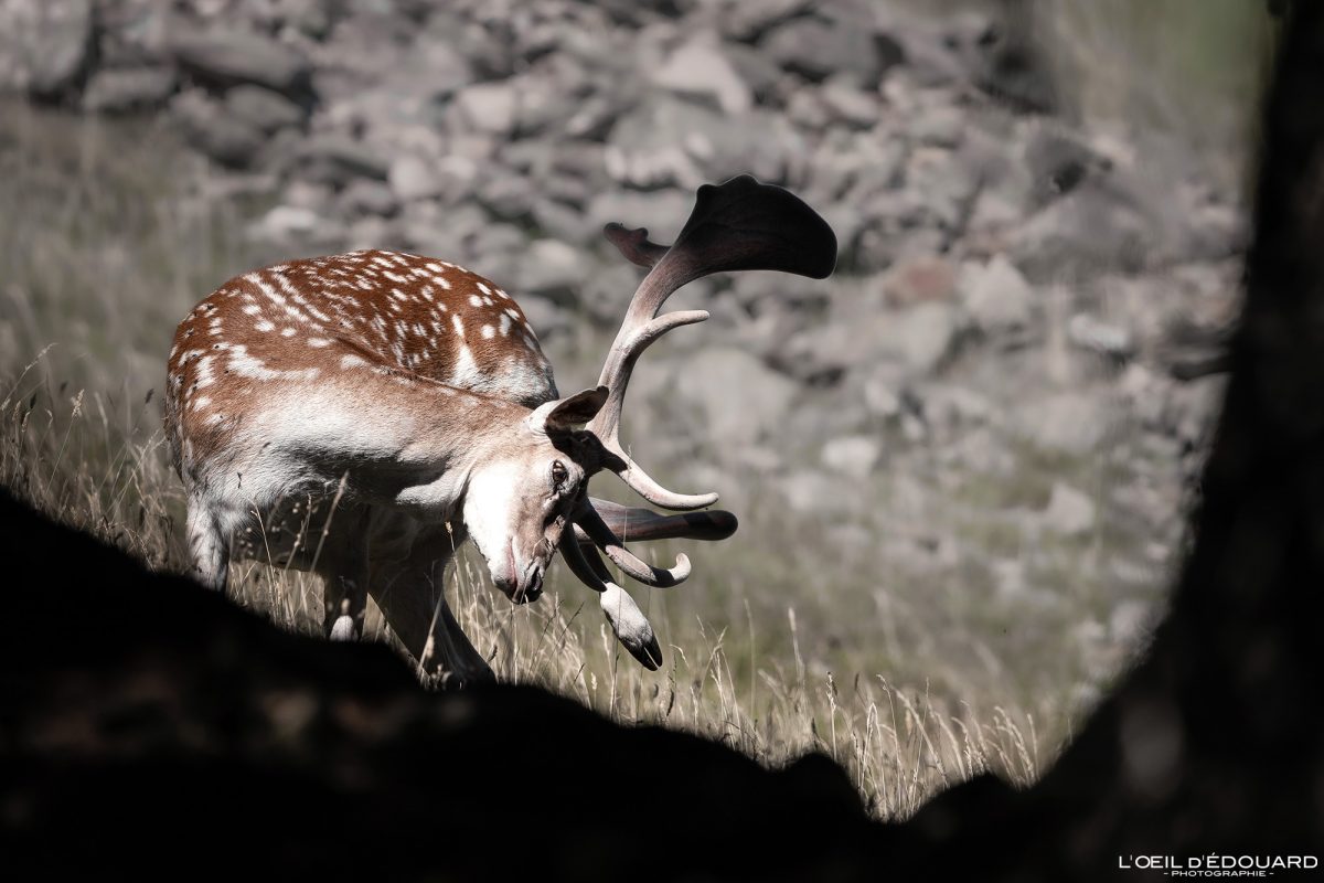 Daim Parc animalier de Merlet Chamonix Massif du Mont-Blanc Haute-Savoie Alpes Visit France Tourisme Nature Outdoor French Alps Mountain Wild Animal Suede