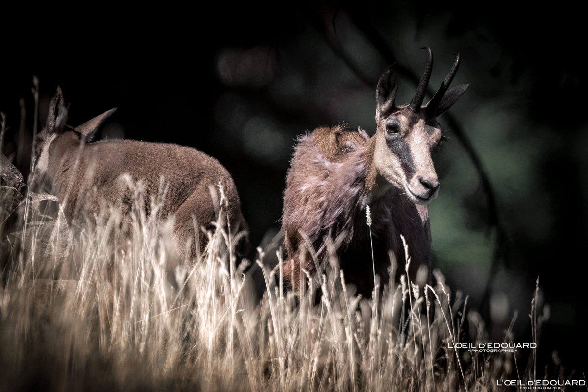 Chamois Parc animalier de Merlet Chamonix Massif du Mont-Blanc Haute-Savoie Alpes Visit France Tourisme Nature Outdoor French Alps Mountain Wild Animal